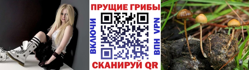 Галлюциногенные грибы Psilocybine cubensis  Курчатов 